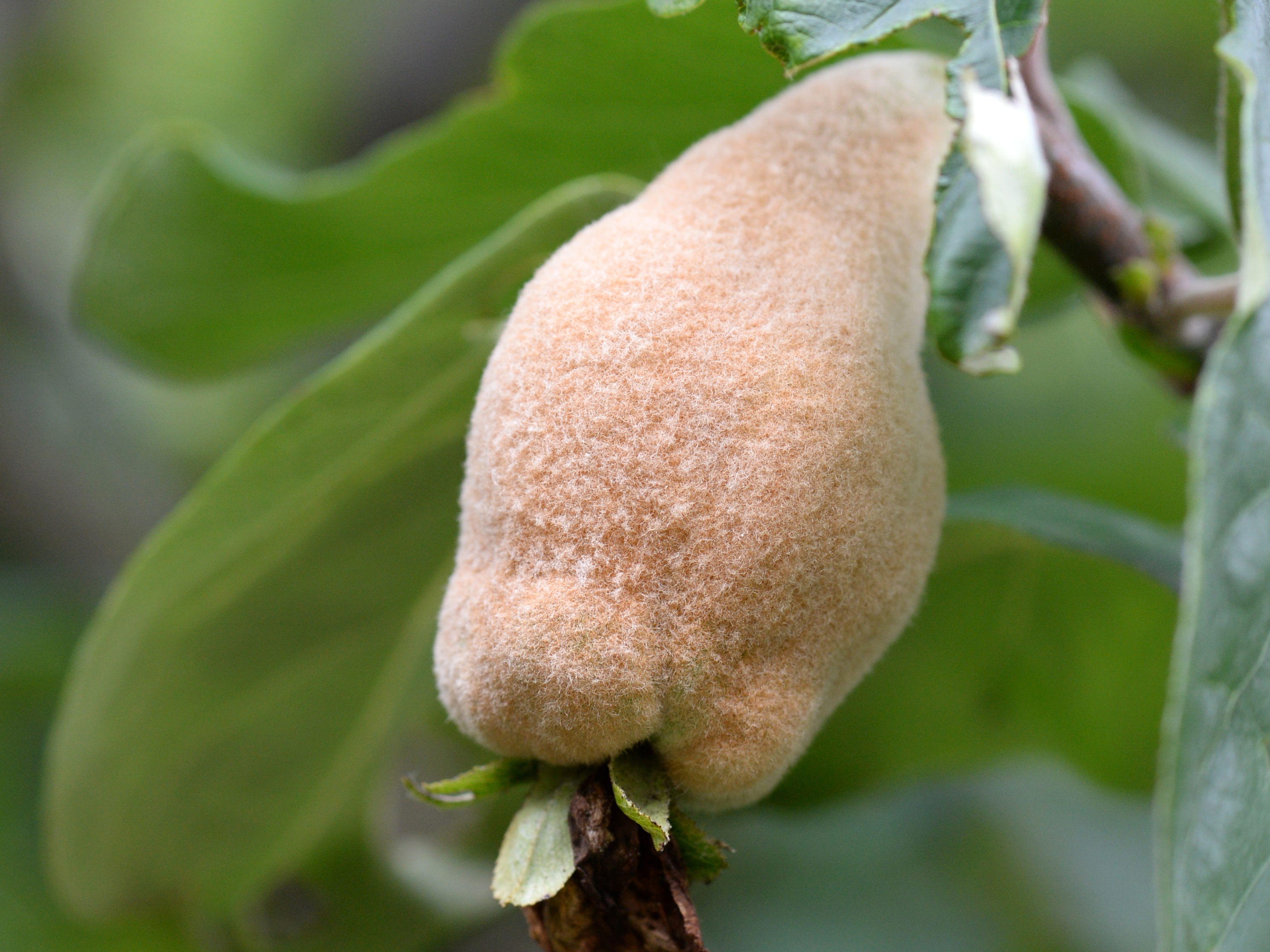 Quittenbaume Im Garten Die Heilige Frucht Der Aphrodite